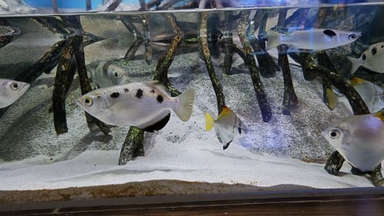 10.16水族館1.JPG