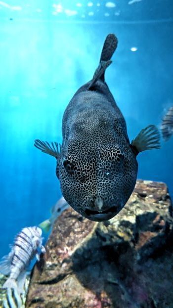 10.16水族館10.JPG
