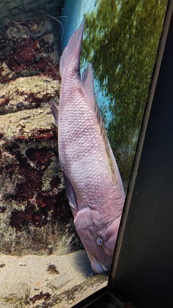 10.16水族館11.JPG