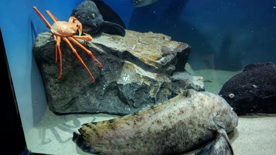 10.16水族館12.JPG