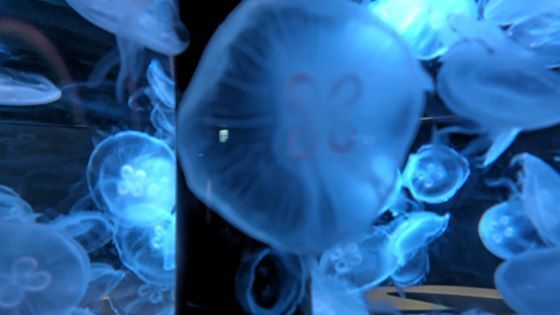 10.16水族館13.JPG