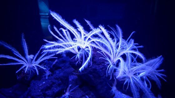 10.16水族館6.JPG