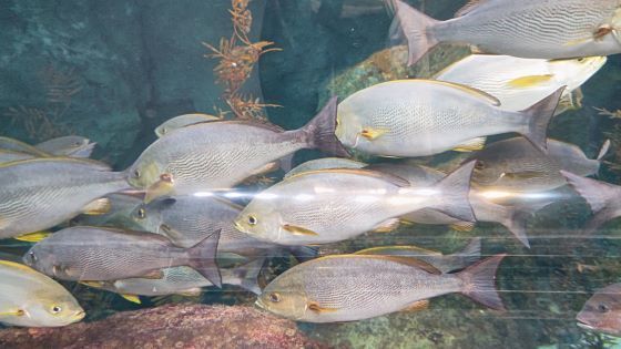 10.16水族館7.JPG