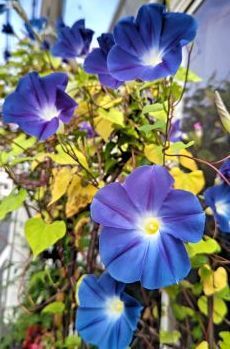 10.19朝顔.JPG