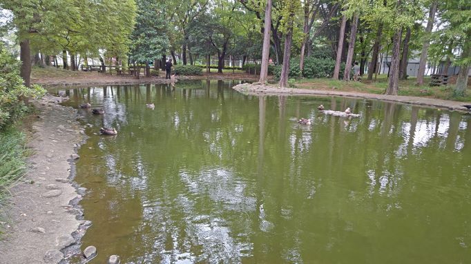 10.1つつじ公園4.JPG