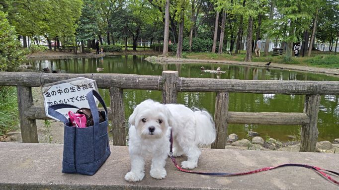 10.1つつじ公園マル1.JPG