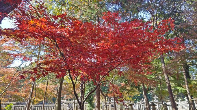 11.28..平林寺..12PG.JPG