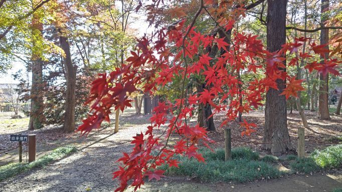 11.28..平林寺..24PG.JPG