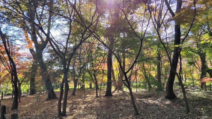 11.28..平林寺..5JPG.JPG