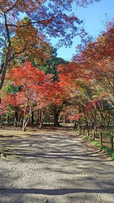 11.28..平林寺..6JPG.JPG