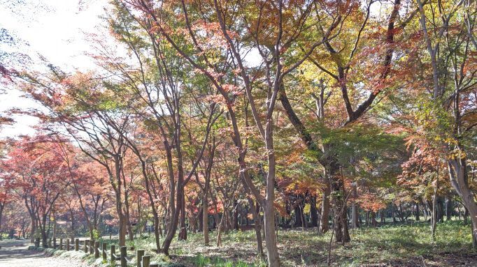 11.28..平林寺..7JPG.JPG