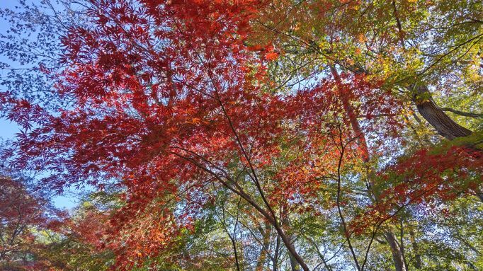 11.28..平林寺..9JPG.JPG