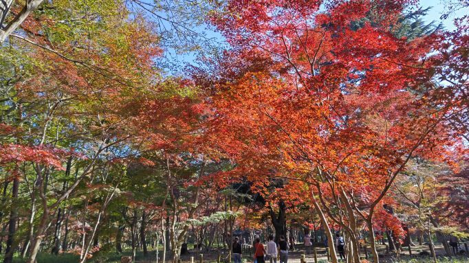 11.28..平林寺.1JPG.JPG