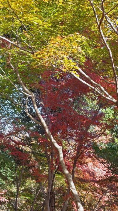 11.28..平林寺.4JPG.JPG