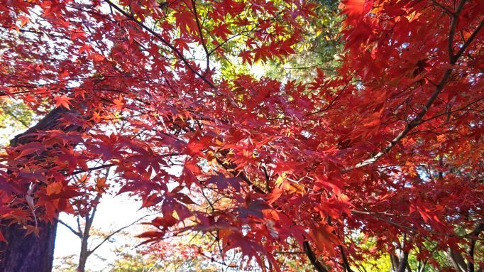 11.28平林寺.紅葉.JPG