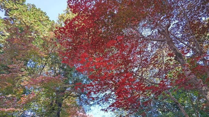 11.28平林寺6.JPG