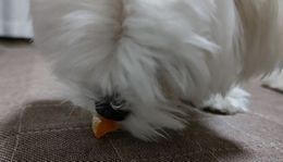 12.19マル.JPG