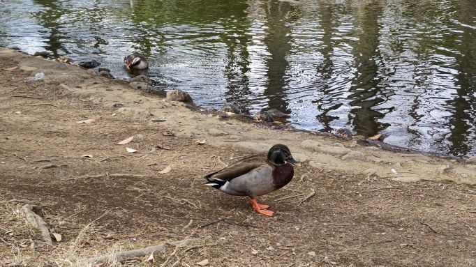 2.15マル公園3.JPG