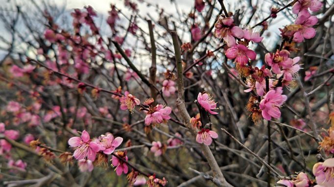 2.15マル公園8.JPG