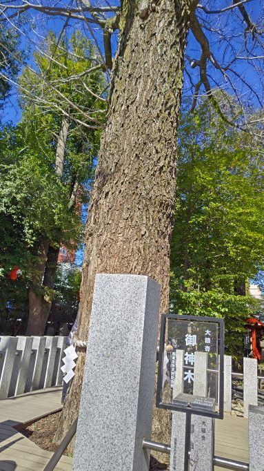 2.28.田無神社13.JPG
