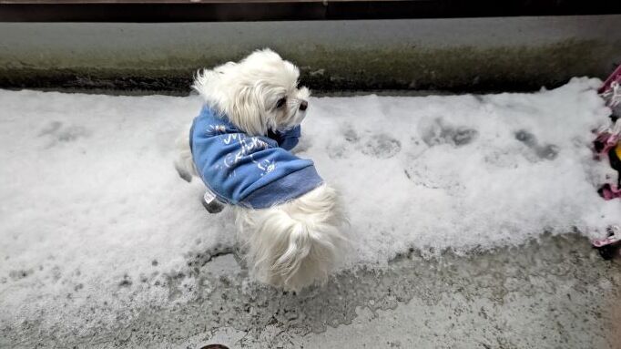 2.6マル雪.JPG