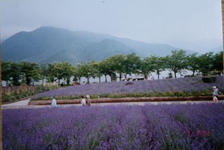 2002.7ラベンダー2.JPG