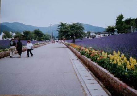 2002.7河口湖ラベンダー.JPG