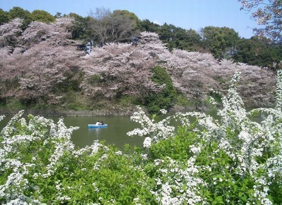 2008千鳥が淵.JPG