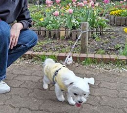 2023.4.1小金井公園5.JPG