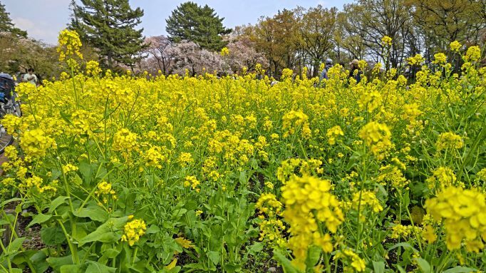 2023.4.1小金井公園7.JPG