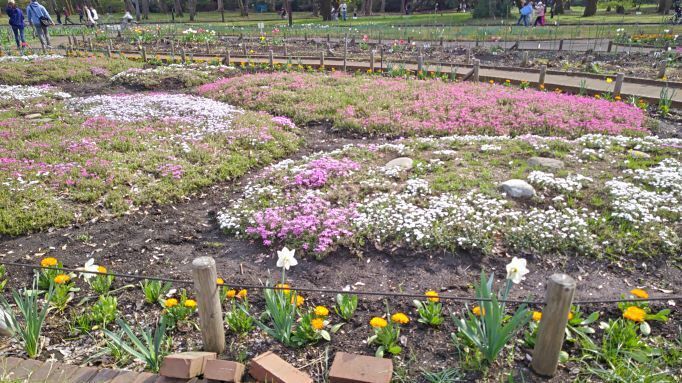 2023.4.1小金井公園8.JPG