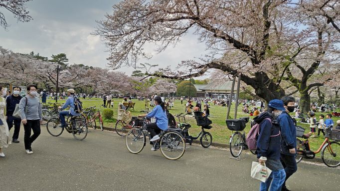 2023.4.1小金井公園9.JPG