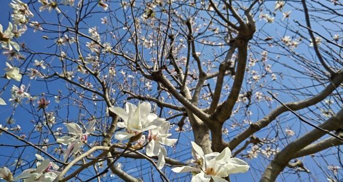 3.16木蓮.JPG