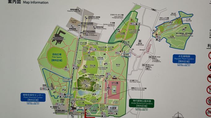 3.22神代植物公園1.JPG