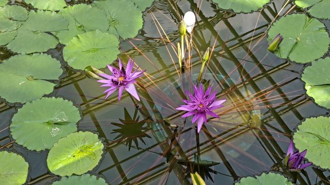 3.22神代植物公園11.JPG