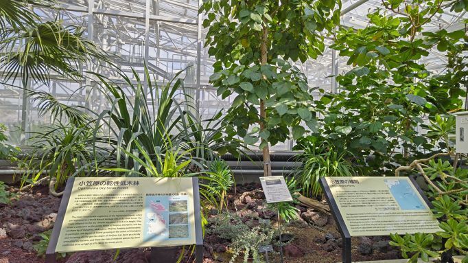 3.22神代植物公園12.JPG