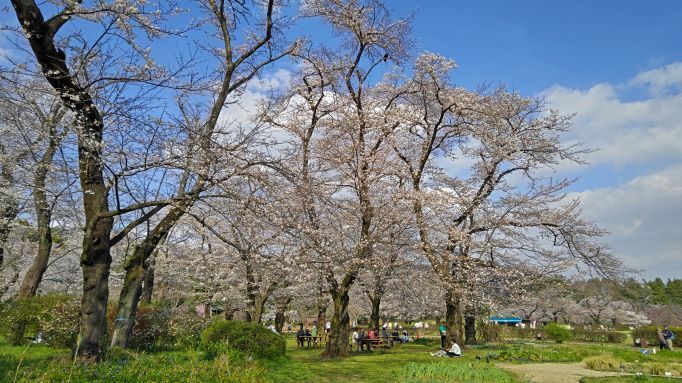 3.22神代植物公園17.JPG