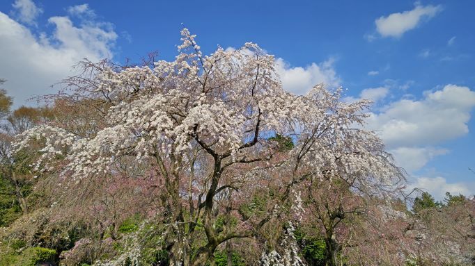 3.22神代植物公園19.JPG
