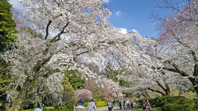 3.22神代植物公園20.JPG