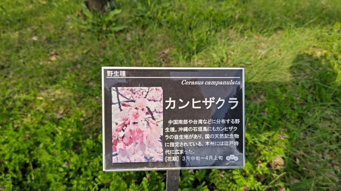 3.22神代植物公園23.JPG