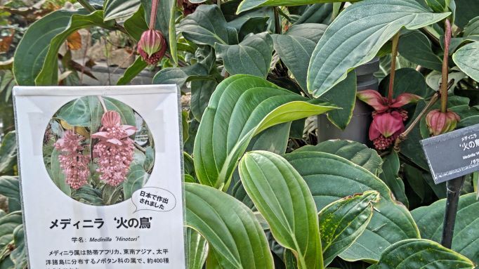 3.22神代植物公園4.JPG