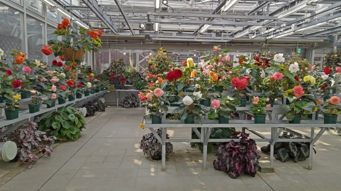 3.22神代植物公園6.JPG