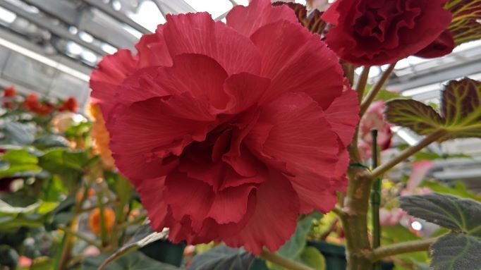 3.22神代植物公園7.JPG