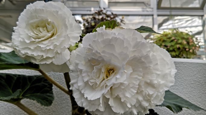 3.22神代植物公園9.JPG