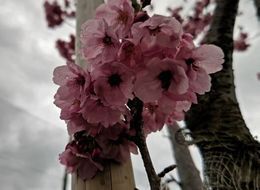 3.27駿府城公園27.JPG