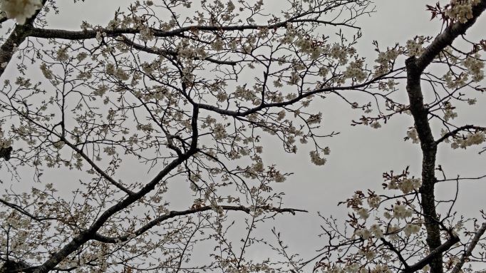 3.27駿府城公園6.JPG