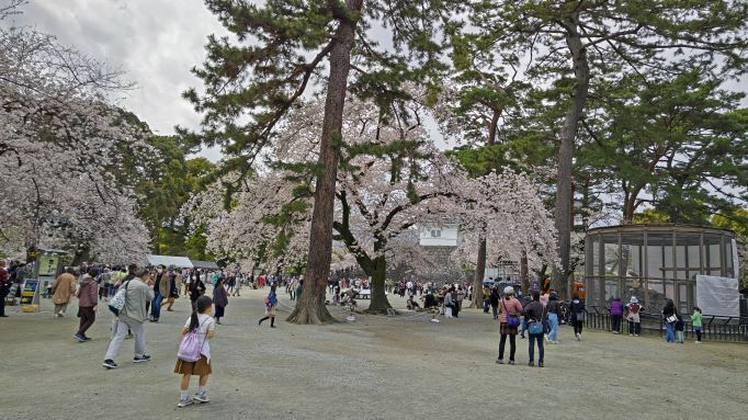 3.29小田原城10.JPG