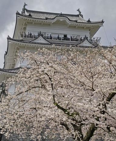 3.29小田原城12.JPG