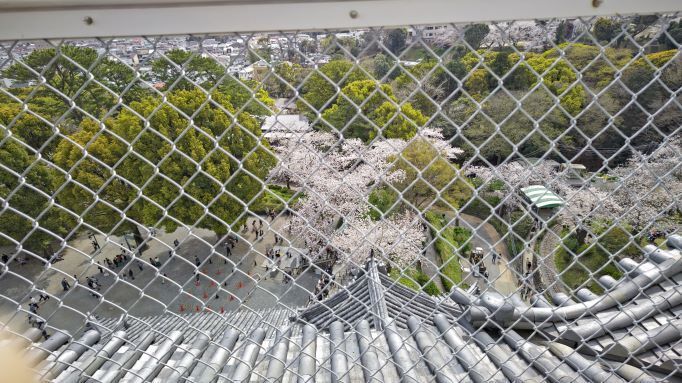 3.29小田原城29JPG.JPG