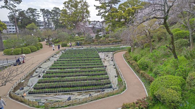 3.29小田原城3JPG.JPG
